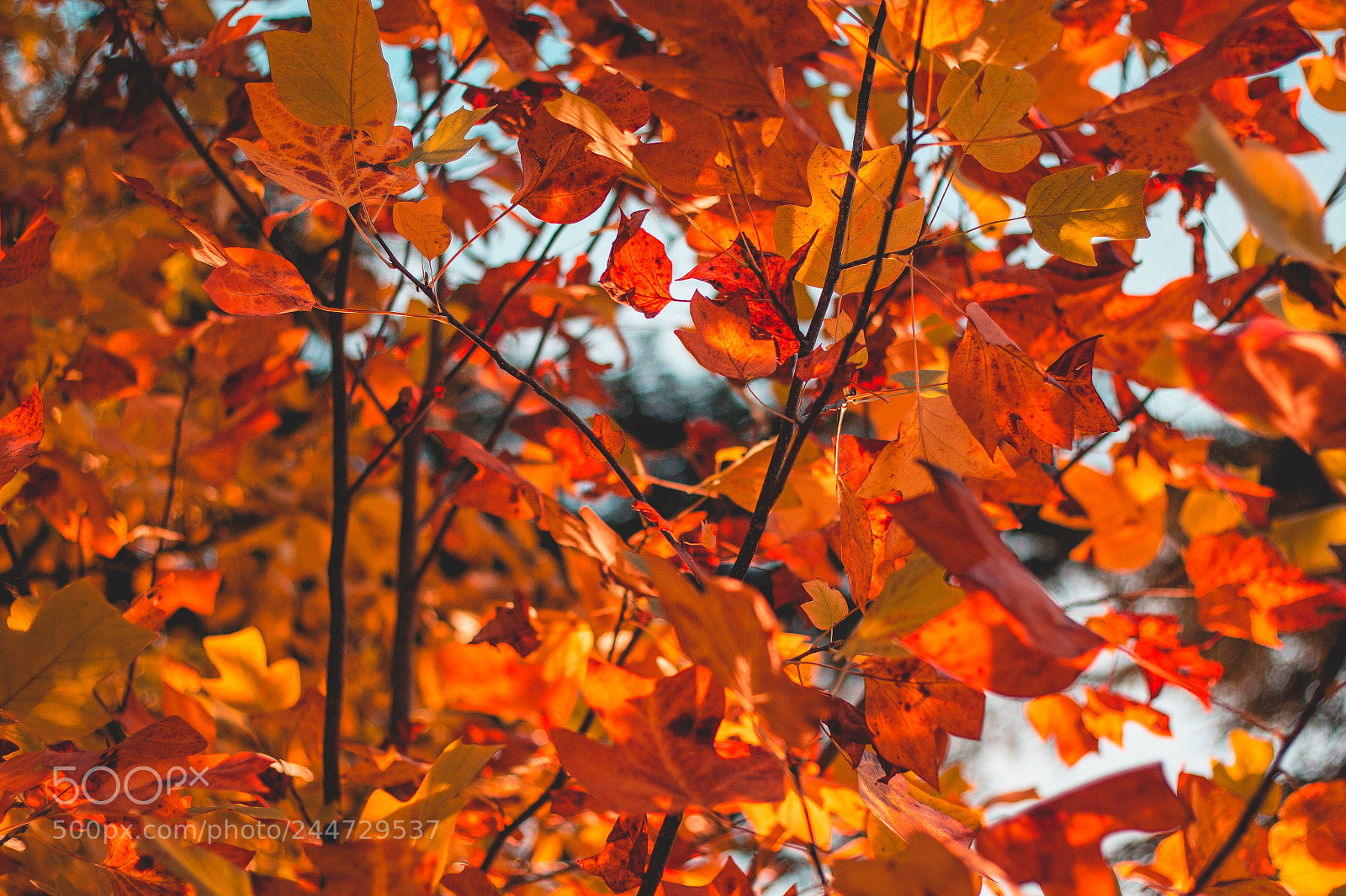 Canon EOS 60D sample photo. Inferno photography