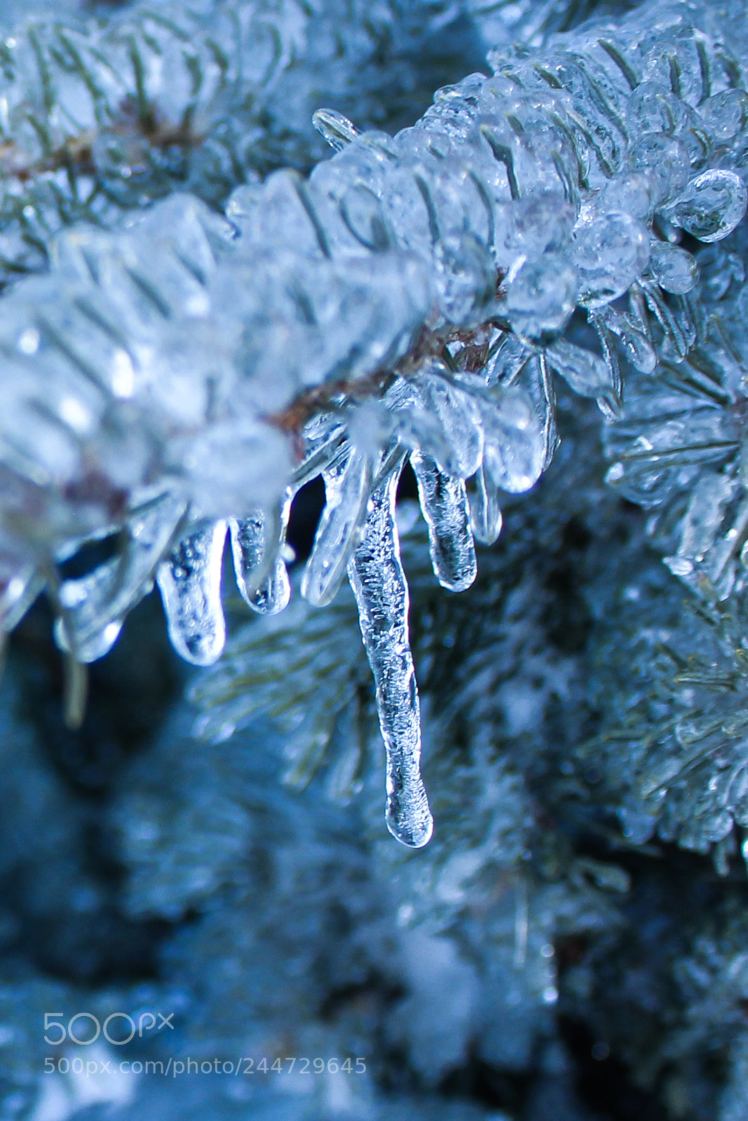 Canon EOS 550D (EOS Rebel T2i / EOS Kiss X4) sample photo. Winter icy branch photography