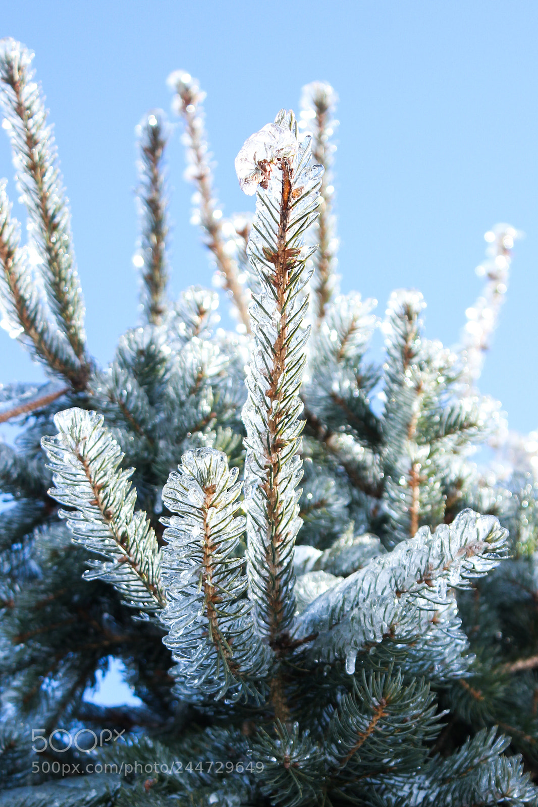 Canon EOS 550D (EOS Rebel T2i / EOS Kiss X4) sample photo. Winter icy branches photography