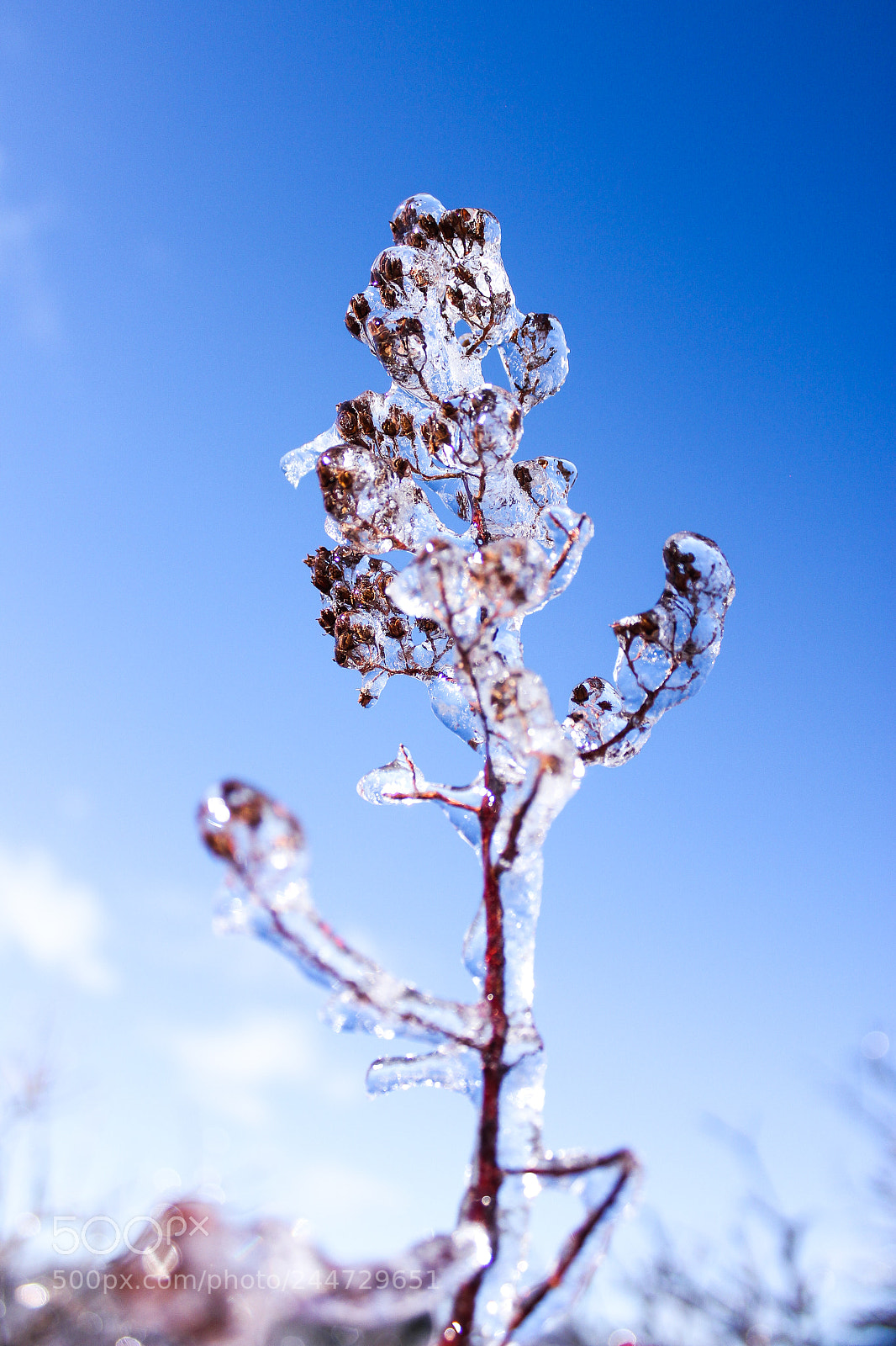 Canon EOS 550D (EOS Rebel T2i / EOS Kiss X4) sample photo. Winter ice covered plant photography