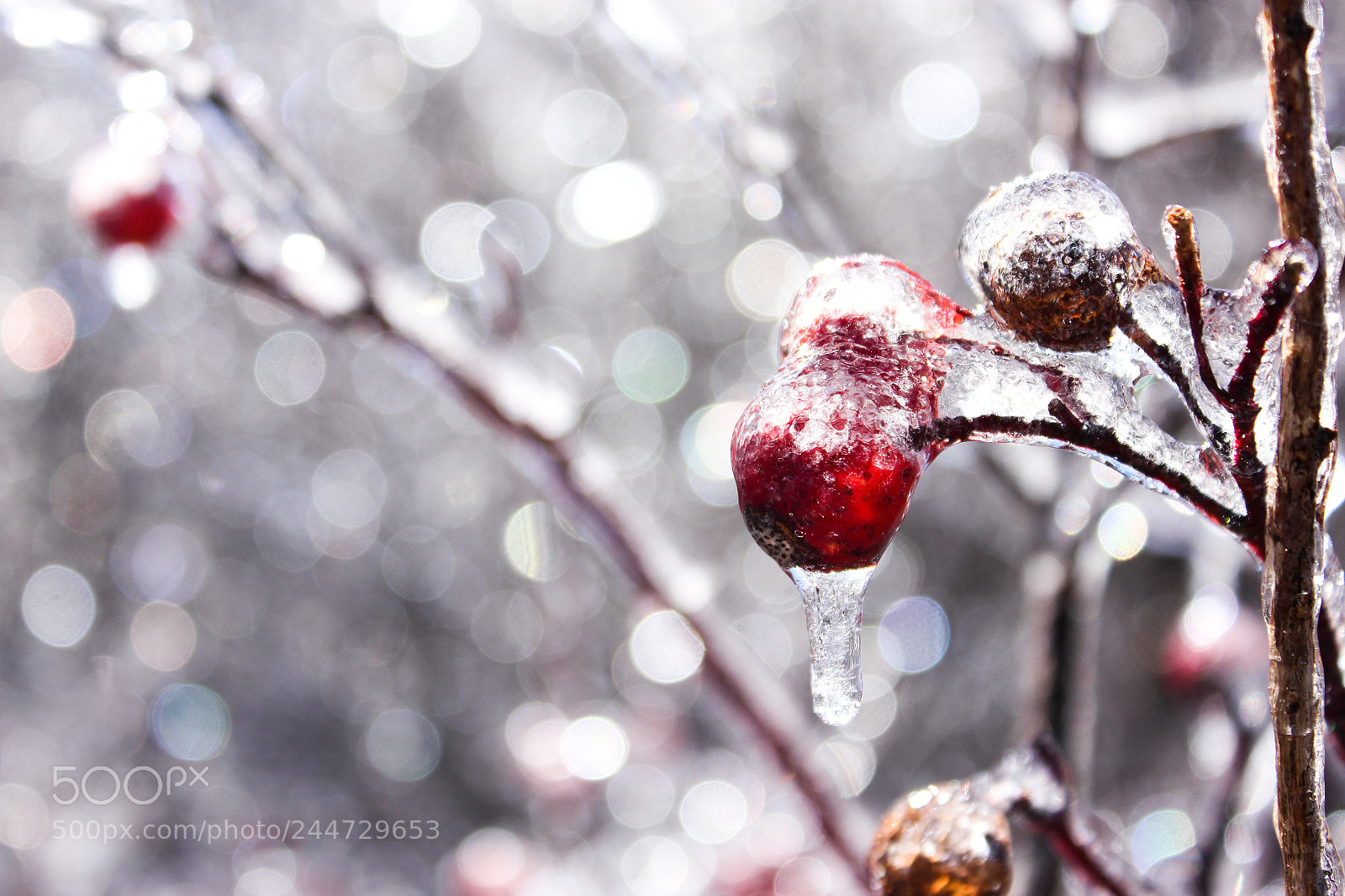 Canon EOS 550D (EOS Rebel T2i / EOS Kiss X4) sample photo. Winter ice berry branch photography