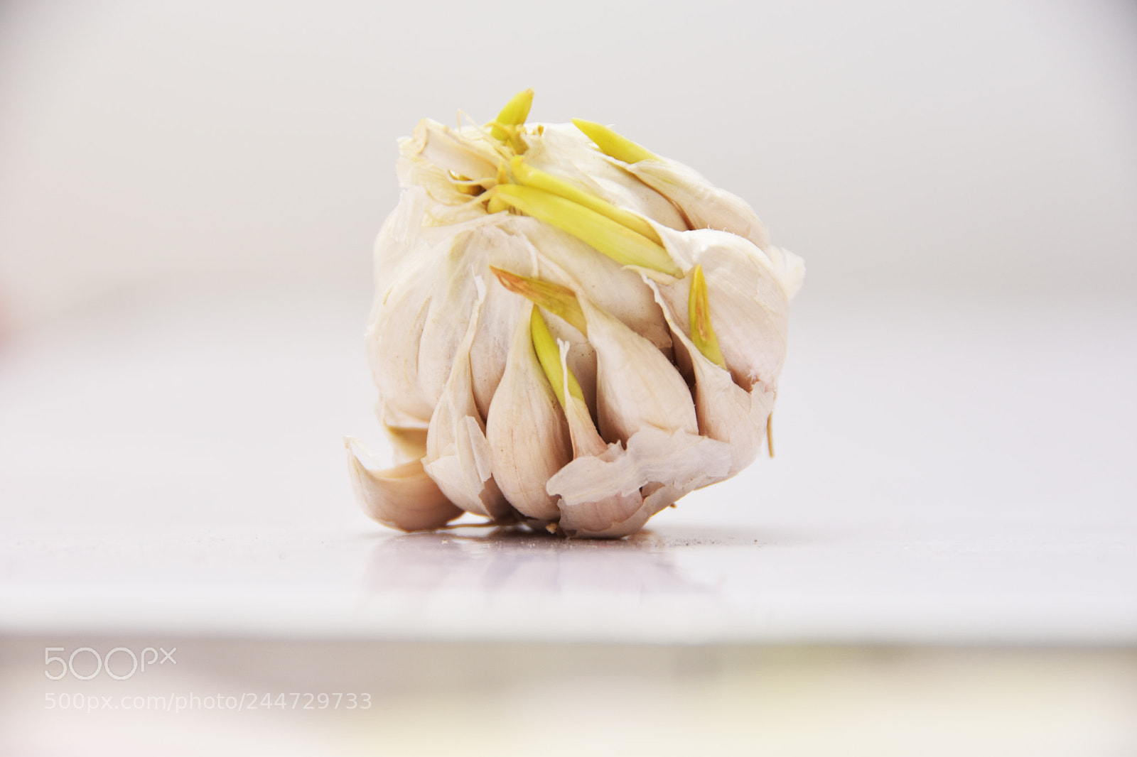 Nikon D5500 sample photo. Garlic photography
