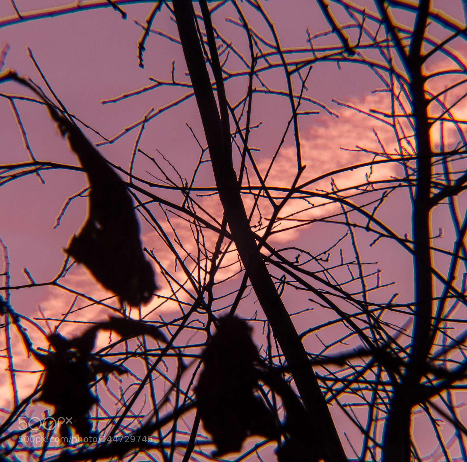 Canon PowerShot G12 sample photo. Dawn through trees photography