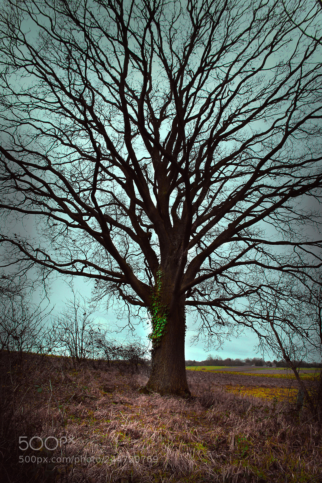 Canon EOS 1200D (EOS Rebel T5 / EOS Kiss X70 / EOS Hi) sample photo. Holsbeek tree photography