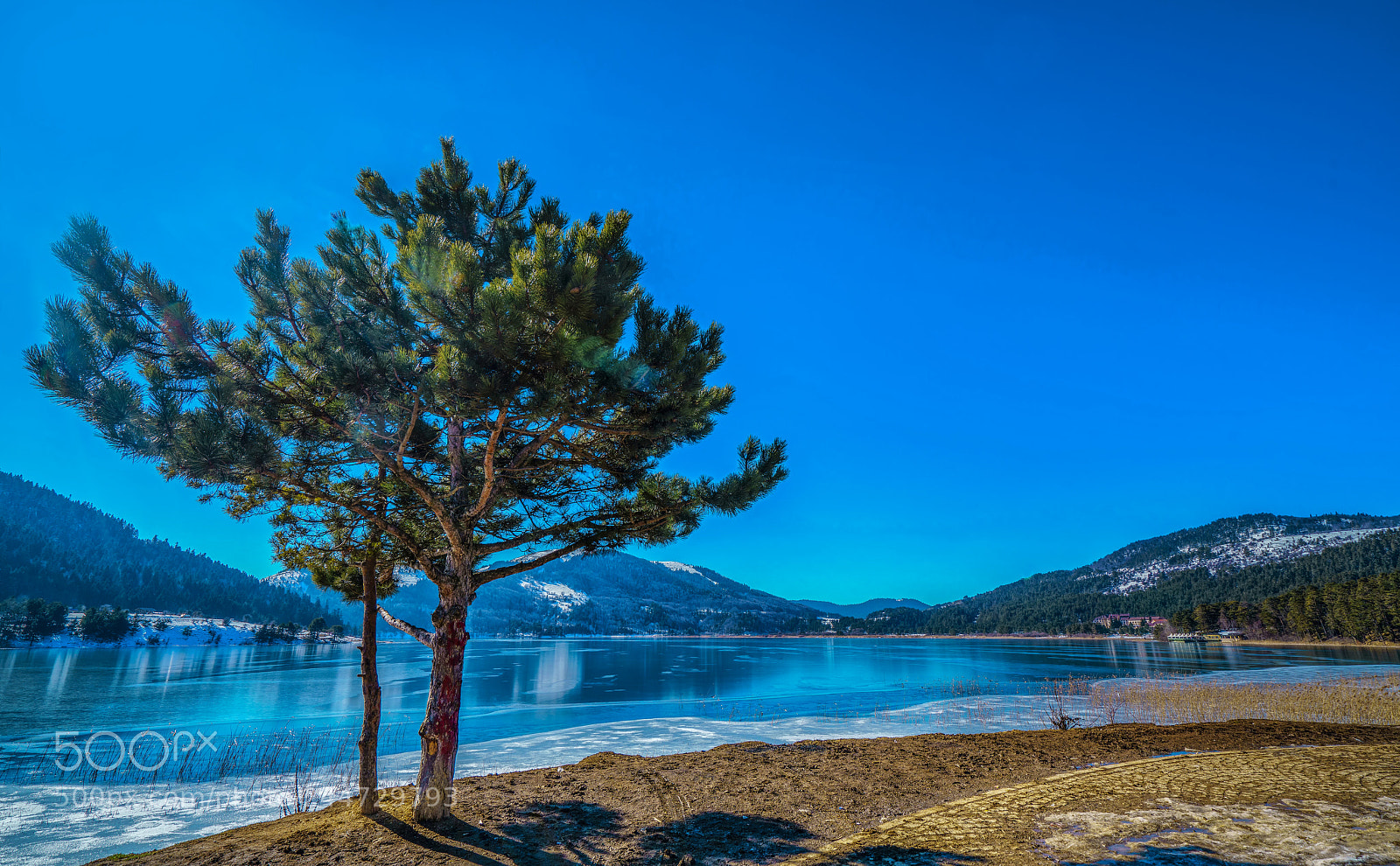 Sony a7R II sample photo. Tree and lake... photography