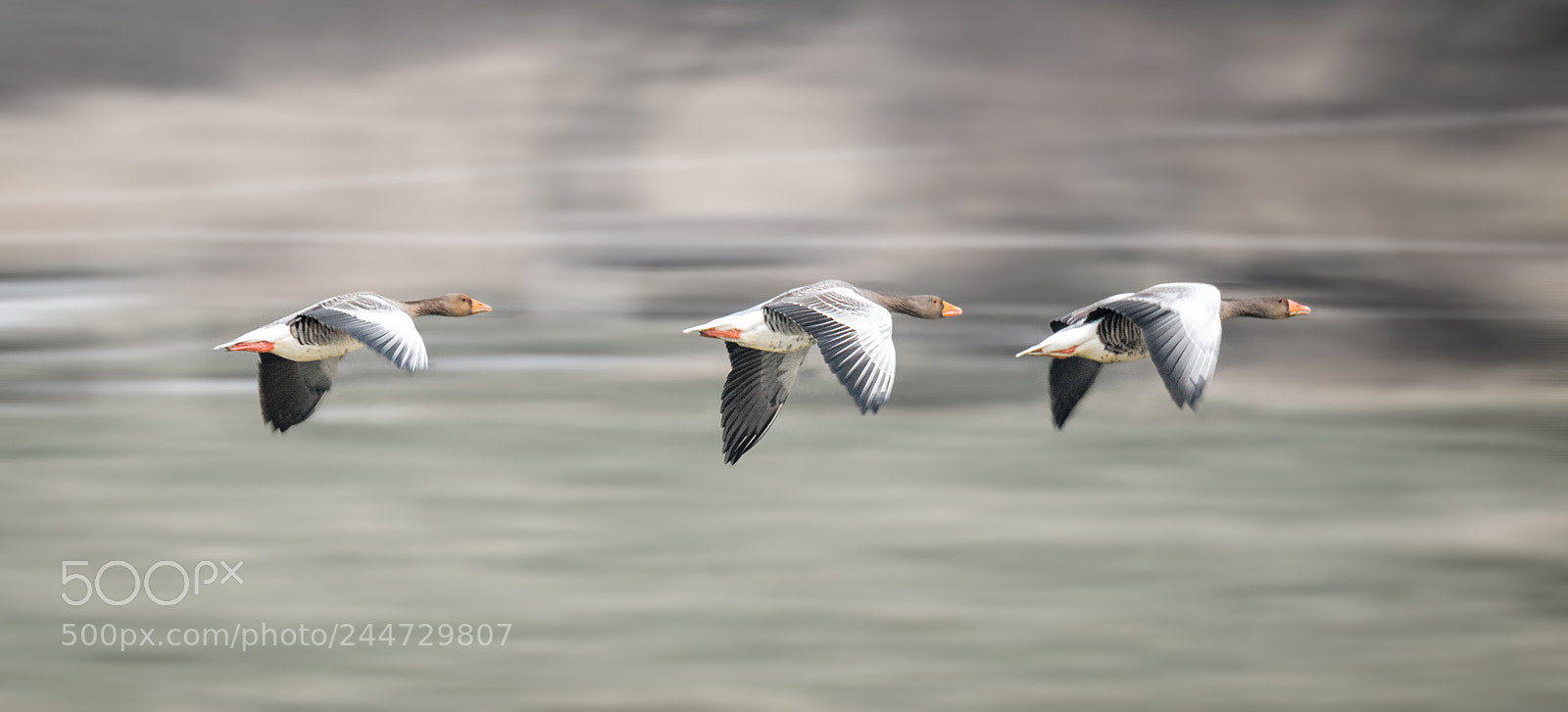 Nikon D800 sample photo. Flying brants on langeoog photography