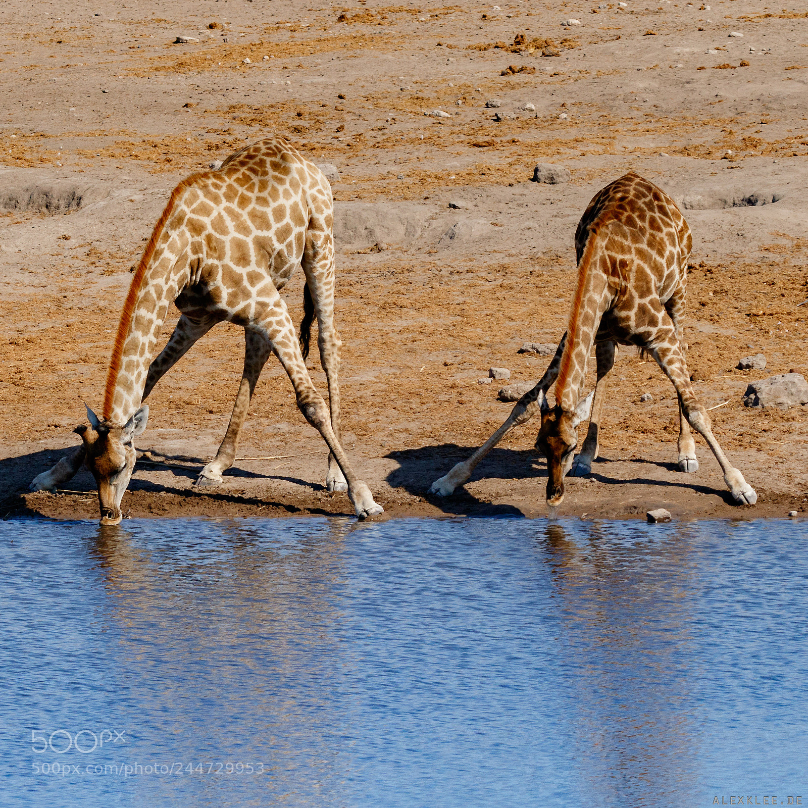 Canon EOS 7D Mark II sample photo. Drinking giraffes photography