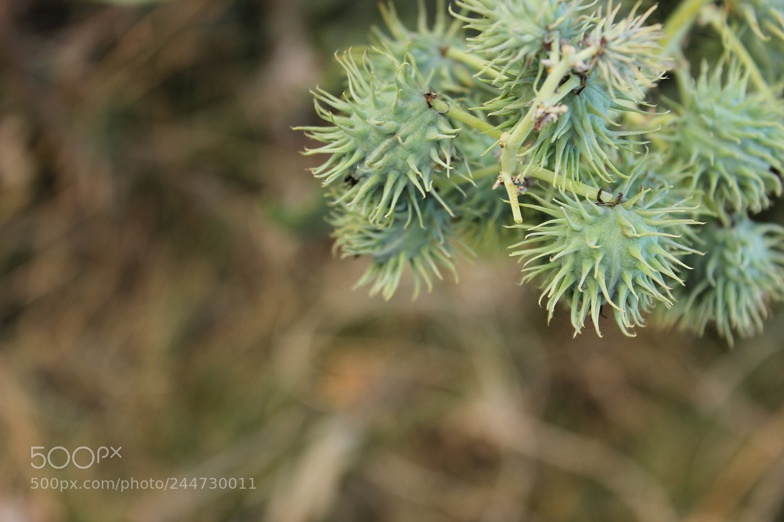 Canon EOS 600D (Rebel EOS T3i / EOS Kiss X5) sample photo. Unknown plant photography