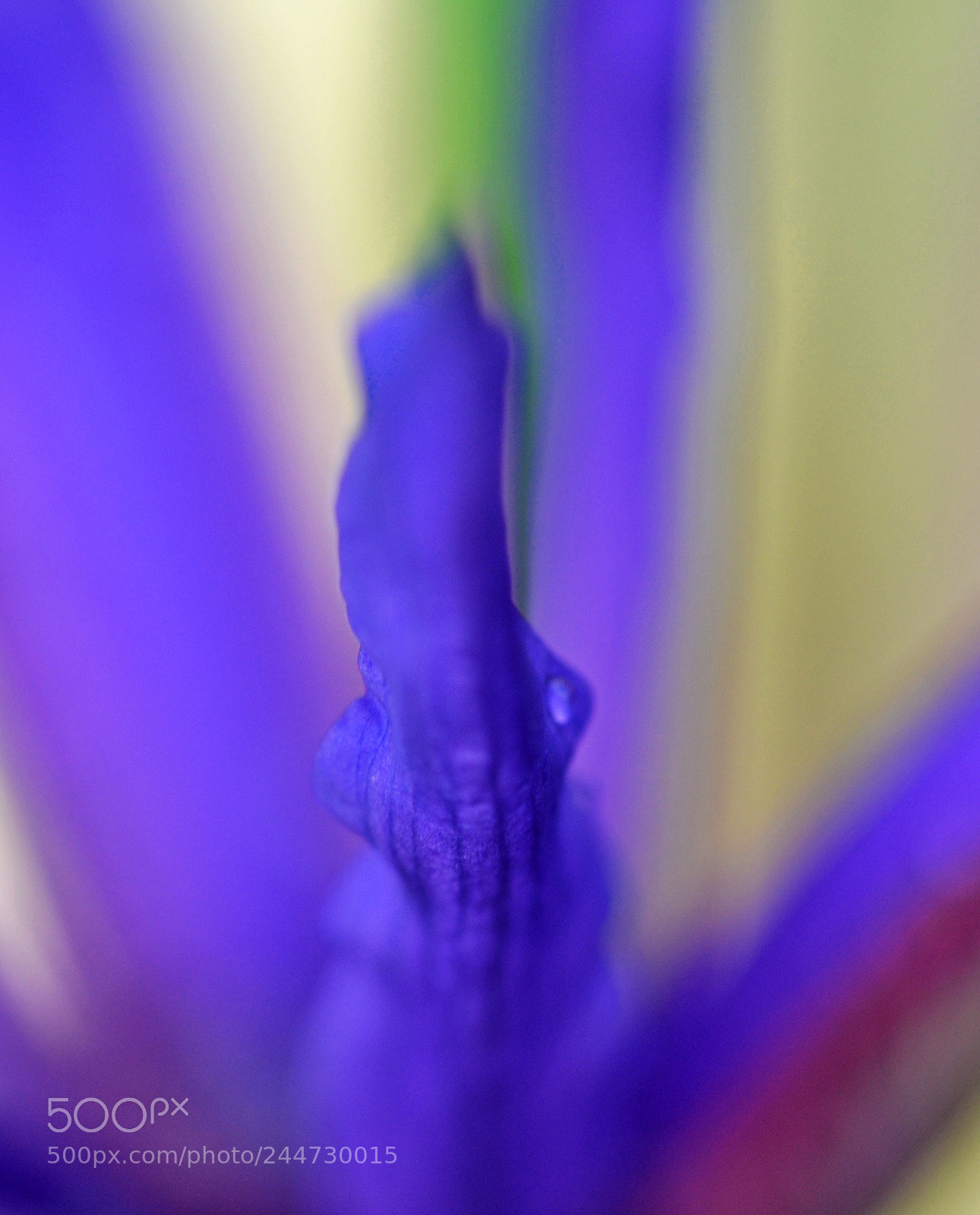 Nikon D3100 sample photo. Spring is coming! photography