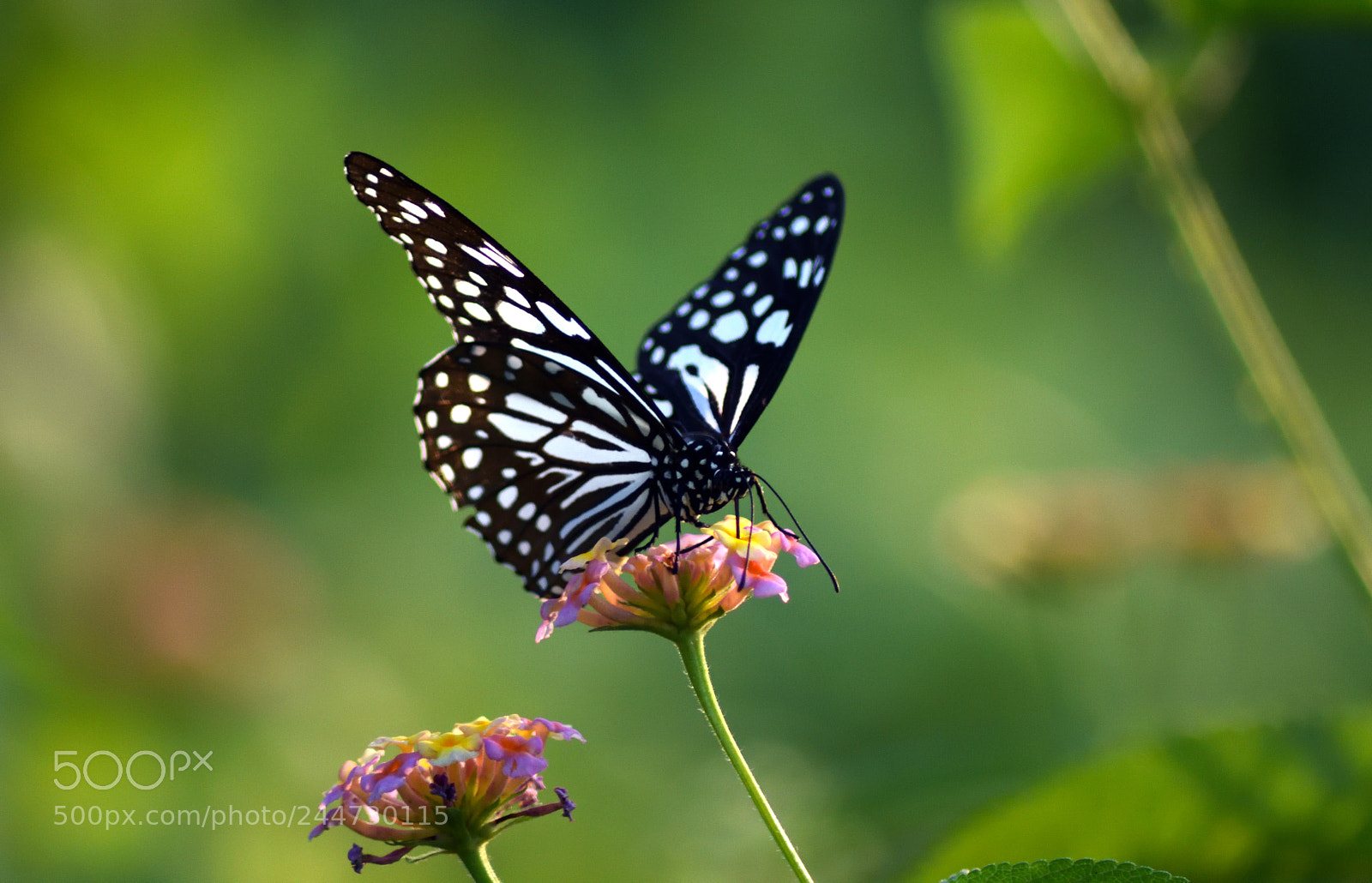 Nikon D7200 sample photo. Female blue tiger photography
