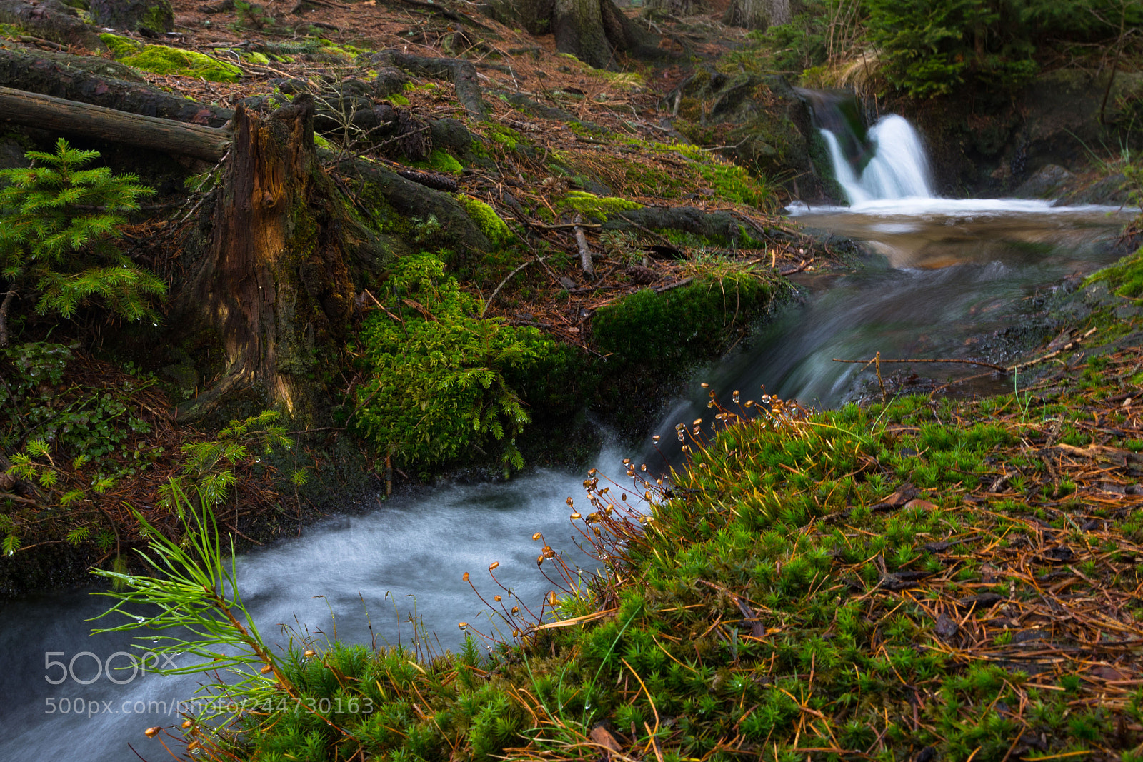 Nikon D7200 sample photo. In forest photography