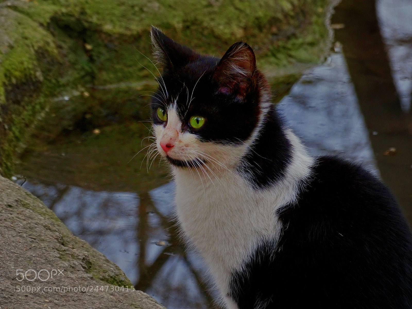 Sony Cyber-shot DSC-HX400V sample photo. Kitten photography