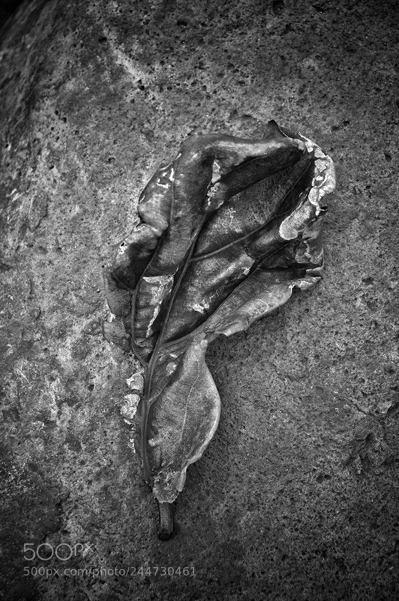 Nikon D300 sample photo. Leaf web photography