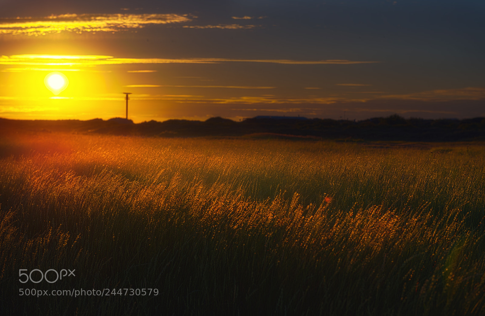 Nikon D800 sample photo. Golden grass photography