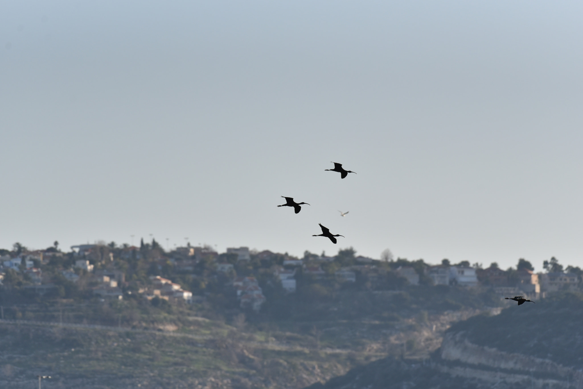 Nikon AF-S Nikkor 200-500mm F5.6E ED VR sample photo. And we soar in the free sky photography