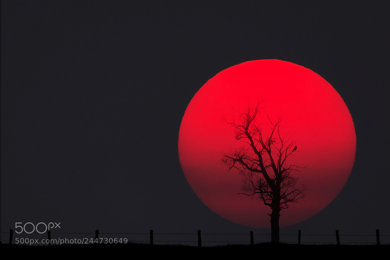 Nikon D810 sample photo. Sun photography