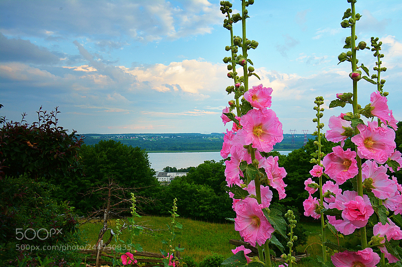 Nikon D7100 sample photo. Les fleurs d’été photography