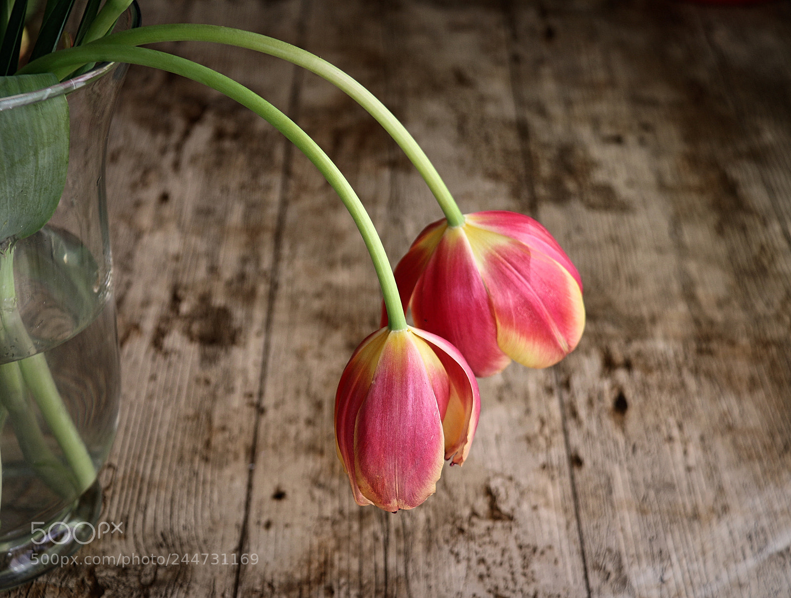 Canon EOS 70D sample photo. Tulips photography