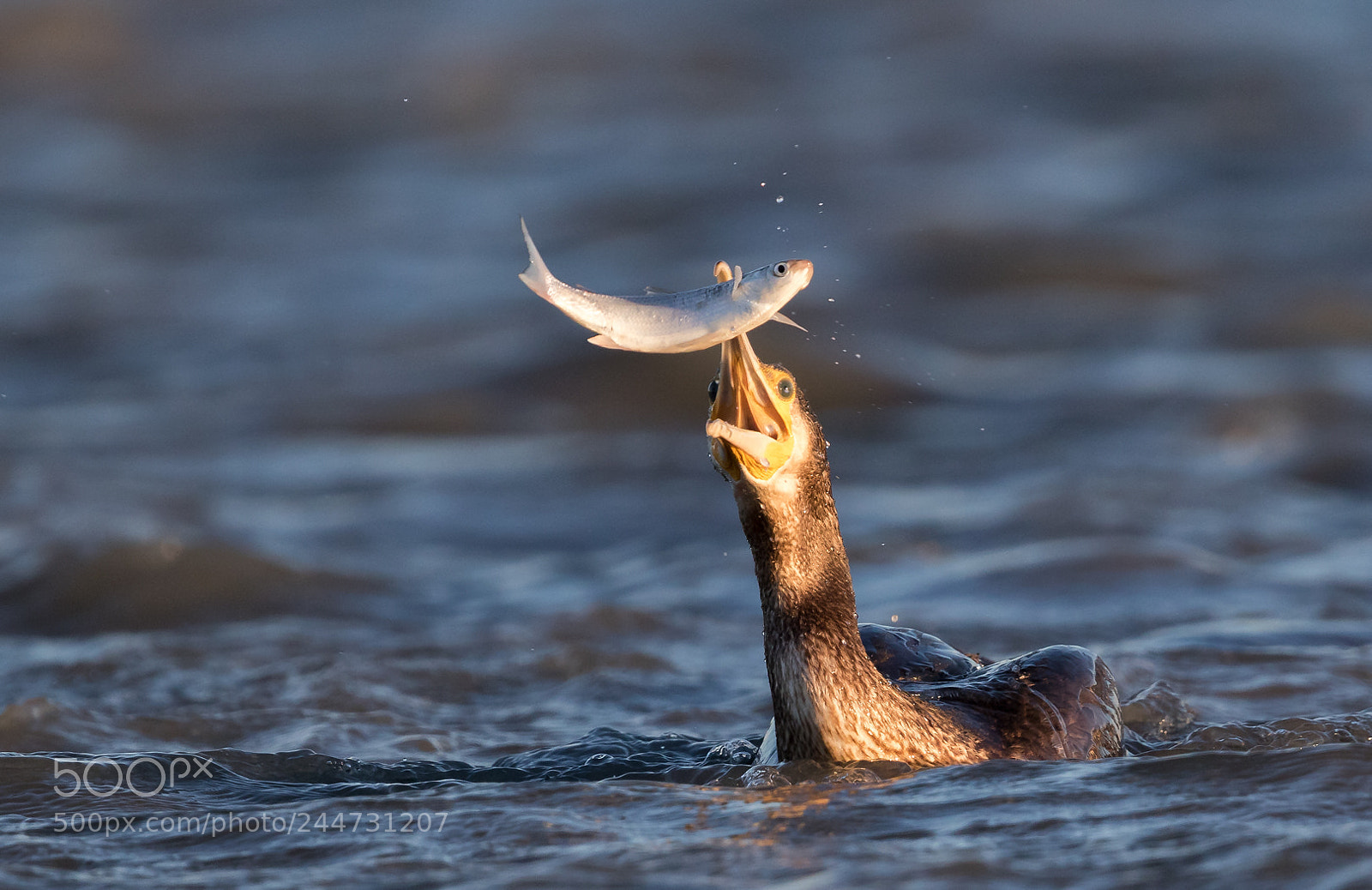 Canon EOS 7D Mark II sample photo. Grand cormoran photography