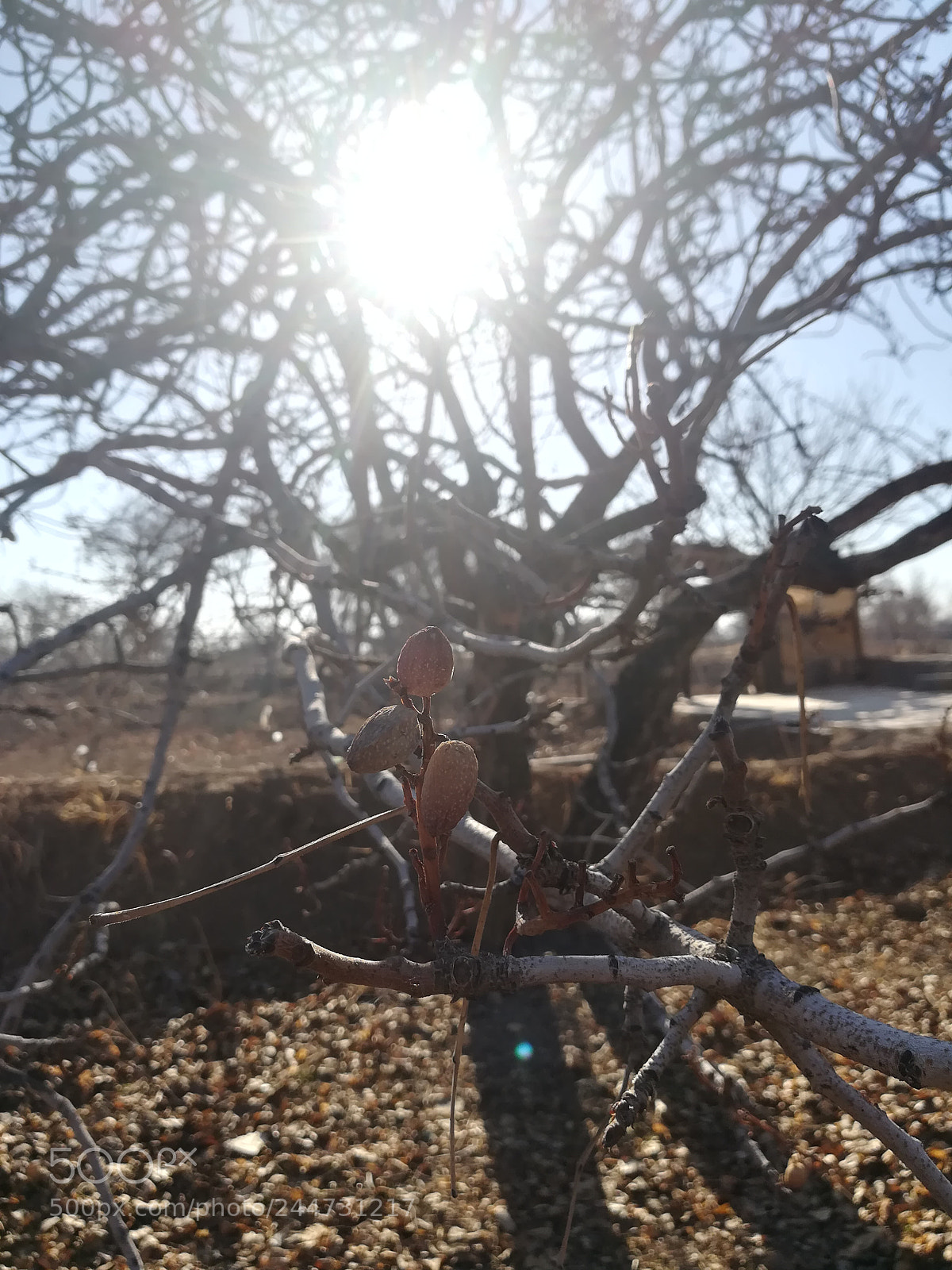 HUAWEI honor 6x sample photo. The pistachios tree at photography