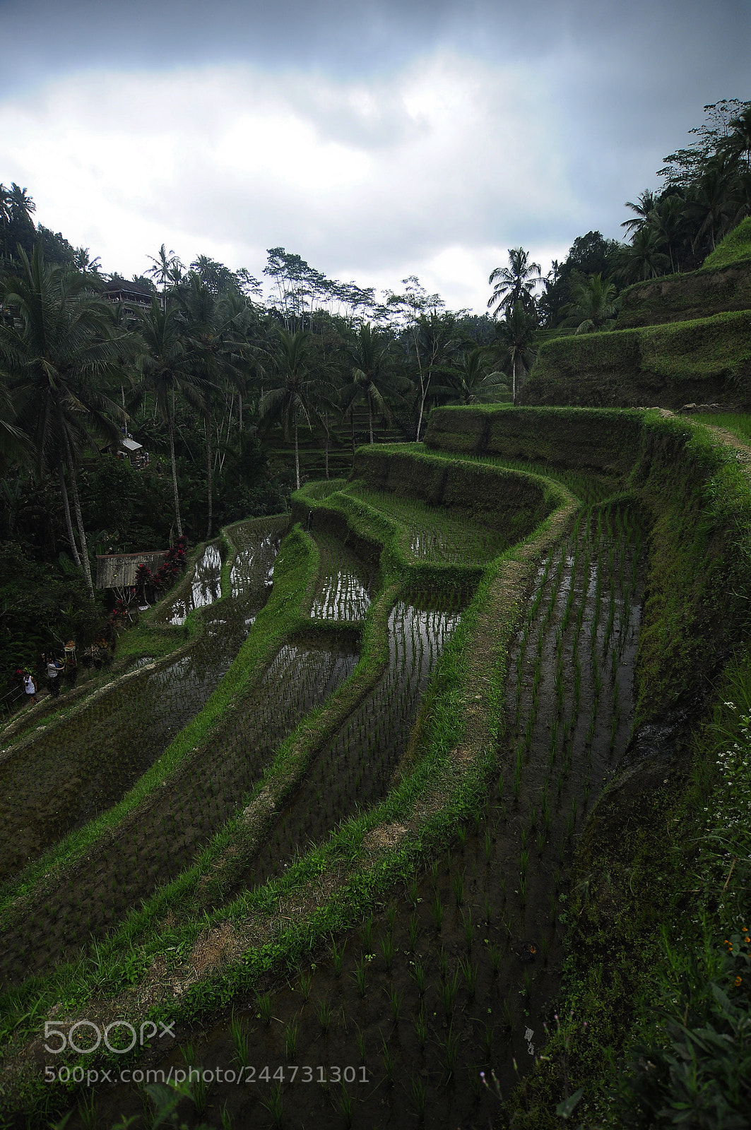 Nikon D90 sample photo. Tegalalang rice terrace photography