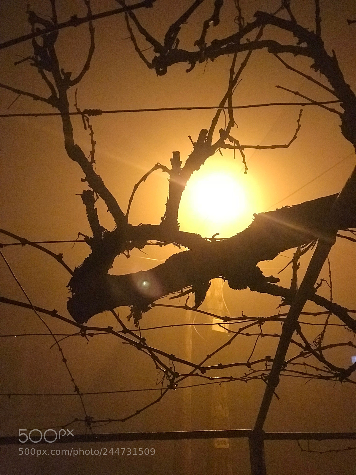 Apple iPhone 7 Plus sample photo. Light in the fog photography