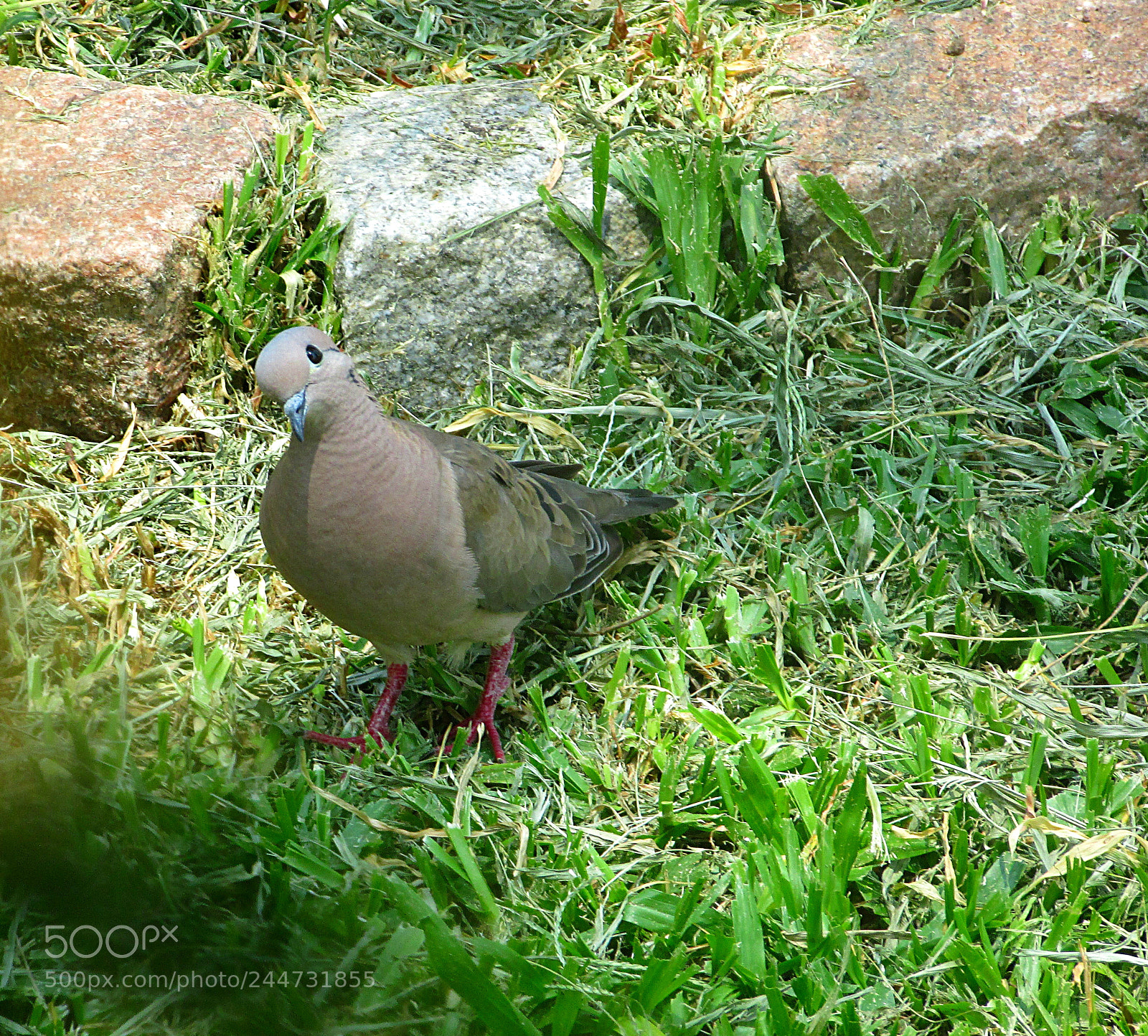 Canon PowerShot SX400 IS sample photo. Dove photography