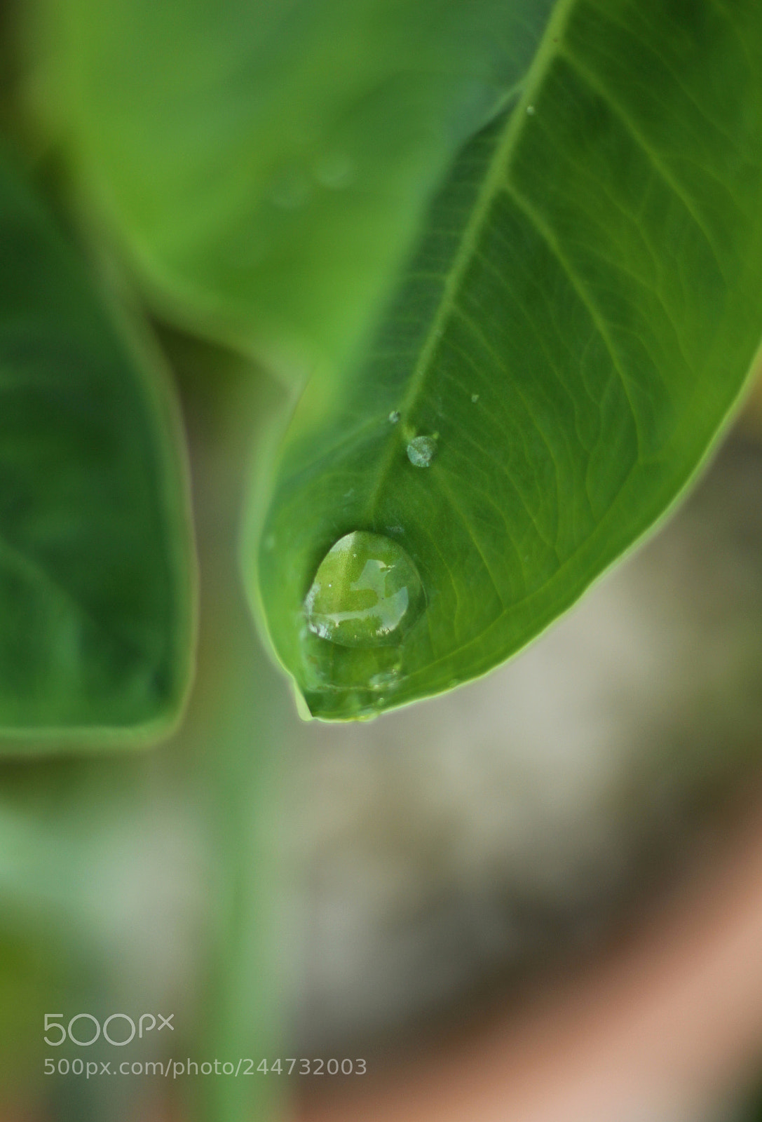 Canon EOS 700D (EOS Rebel T5i / EOS Kiss X7i) + Canon EF 50mm F1.8 STM sample photo. Avant la chute photography