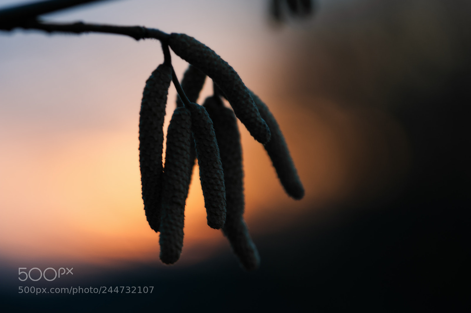 Nikon D700 sample photo. Abendstimmung photography