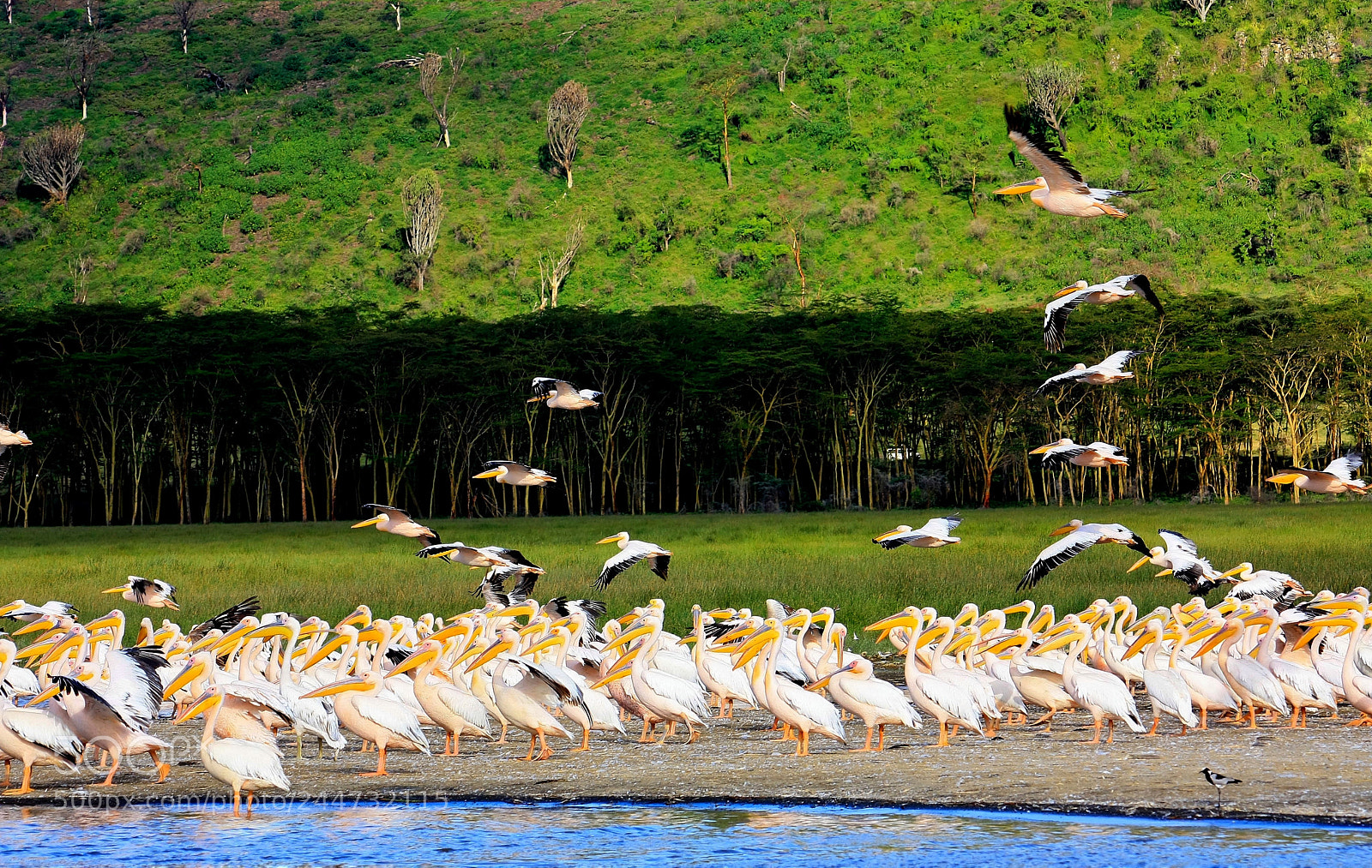Canon EOS 450D (EOS Rebel XSi / EOS Kiss X2) sample photo. "nakuru lake" photography