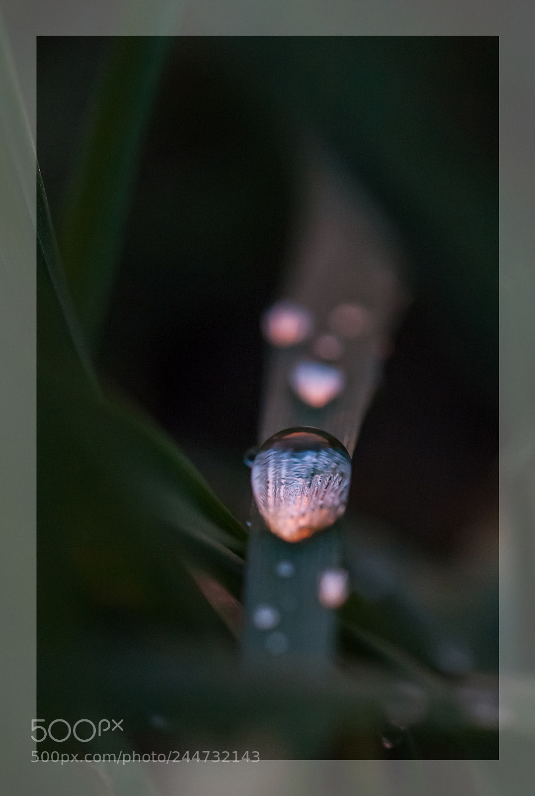 Nikon D700 sample photo. Regentropfeninderabendsonne photography
