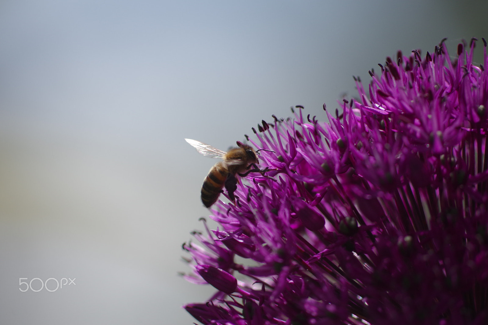 Pentax smc DA 55-300mm F4.0-5.8 ED sample photo. Bee in backlight photography