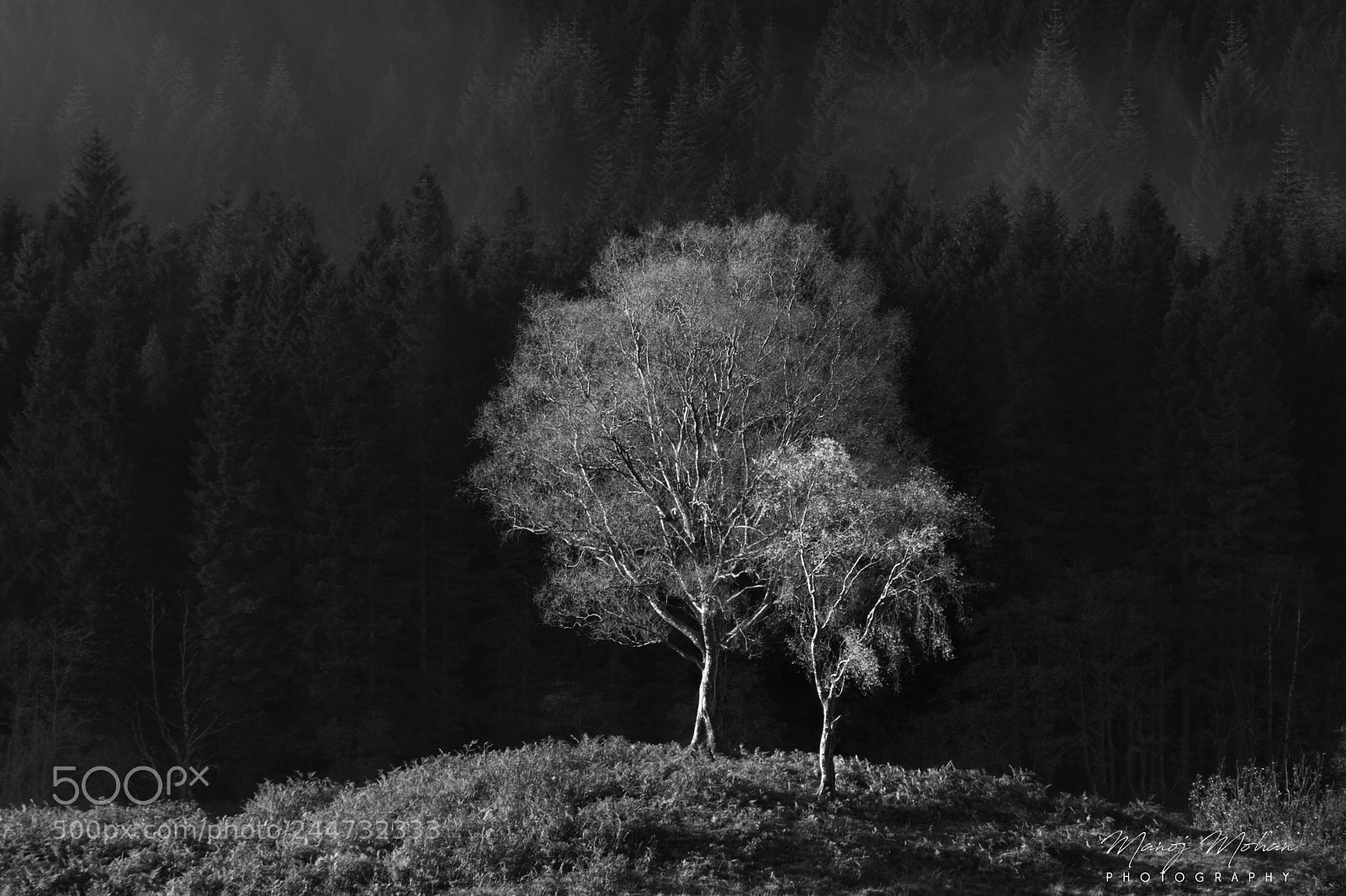 Sony ILCA-77M2 sample photo. Trees near loch chon photography