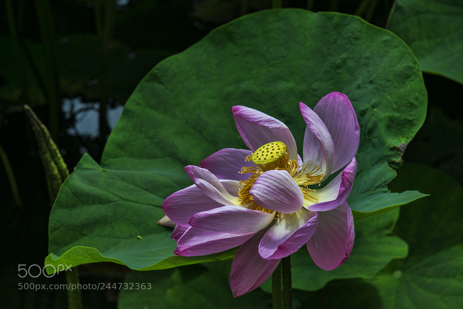 Nikon D800 sample photo. Kamakura lotus photography