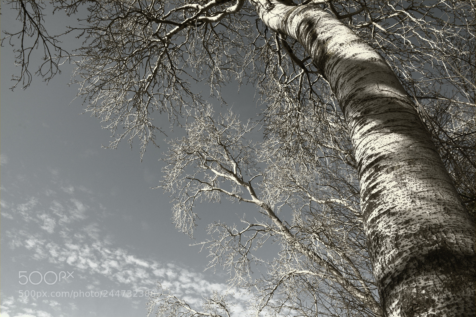 Nikon D7100 sample photo. Tree sky & clouds n2017.1.9 photography