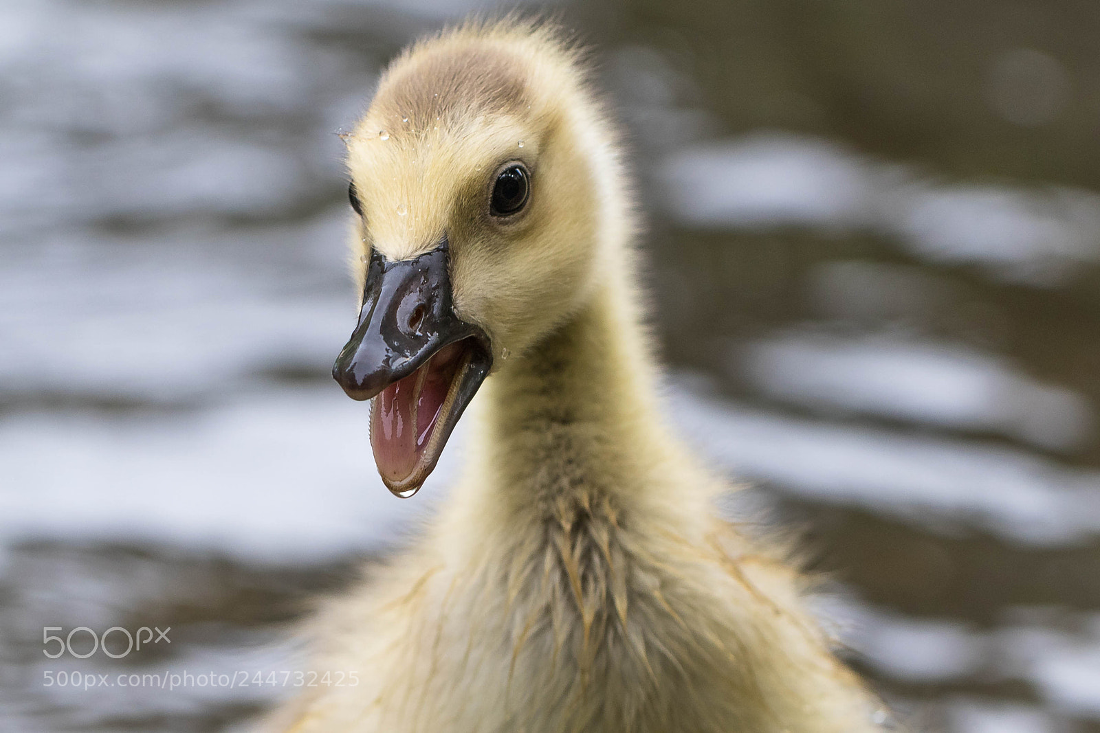 Canon EOS 7D Mark II sample photo. Kk0a0534-3.jpg photography