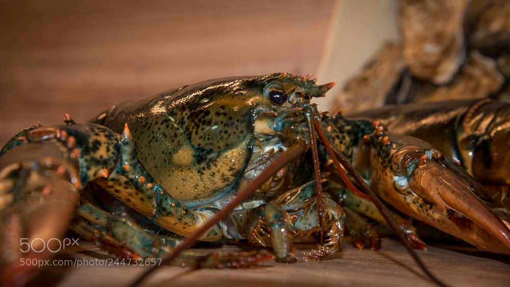 Nikon D610 sample photo. Lobster photography
