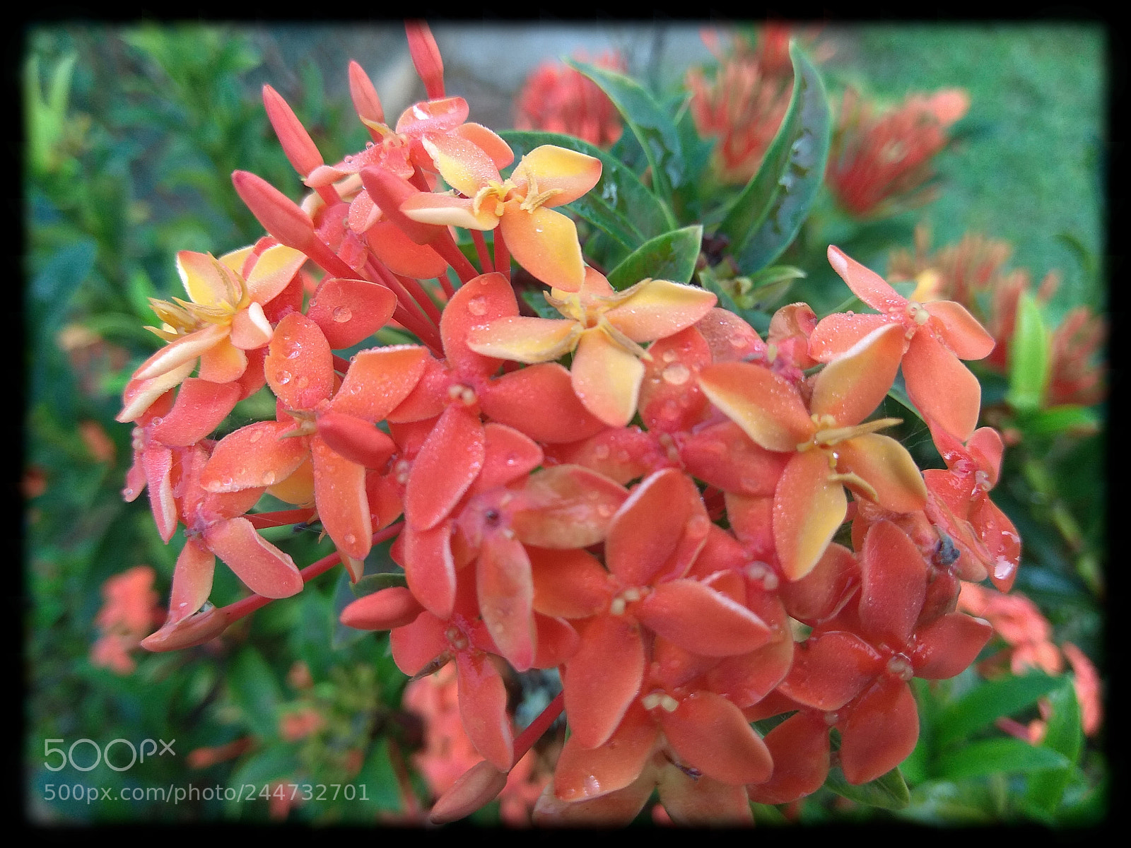 Xiaomi Redmi Note 4 sample photo. Flowers photography