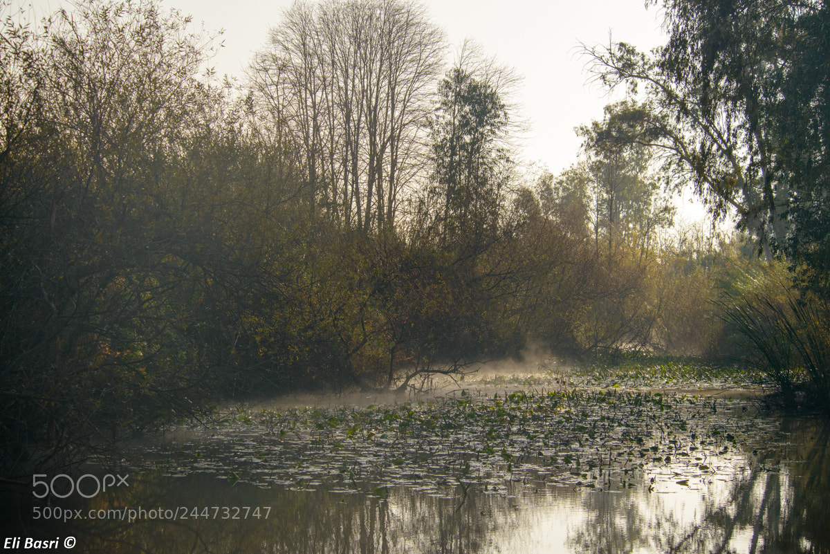 Nikon D800 sample photo. Foggy morning photography