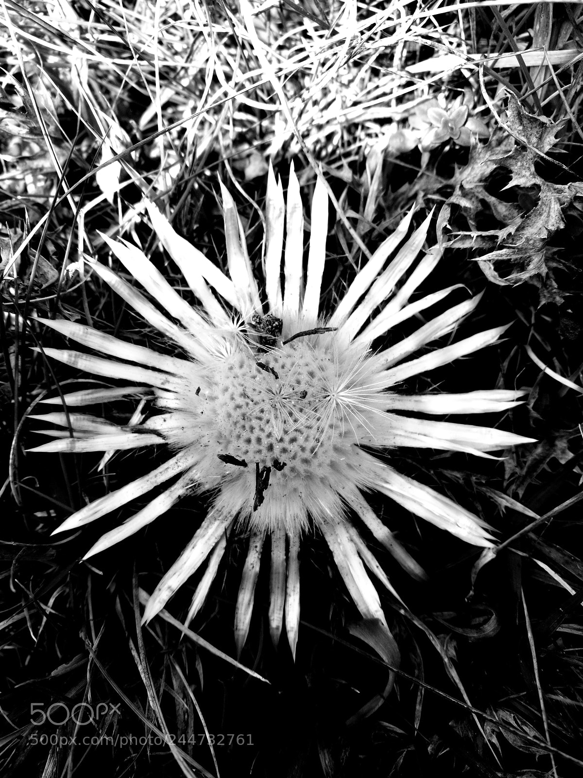 HUAWEI P9 sample photo. Untitled photography