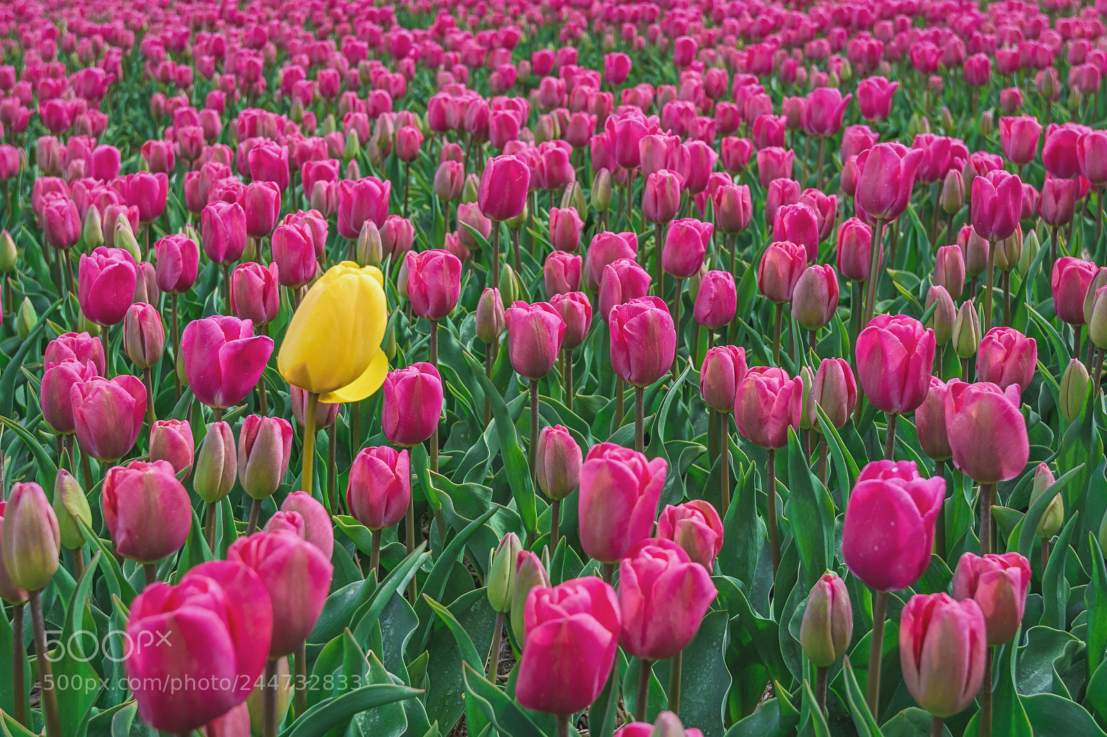 Nikon D7100 sample photo. Tulips photography