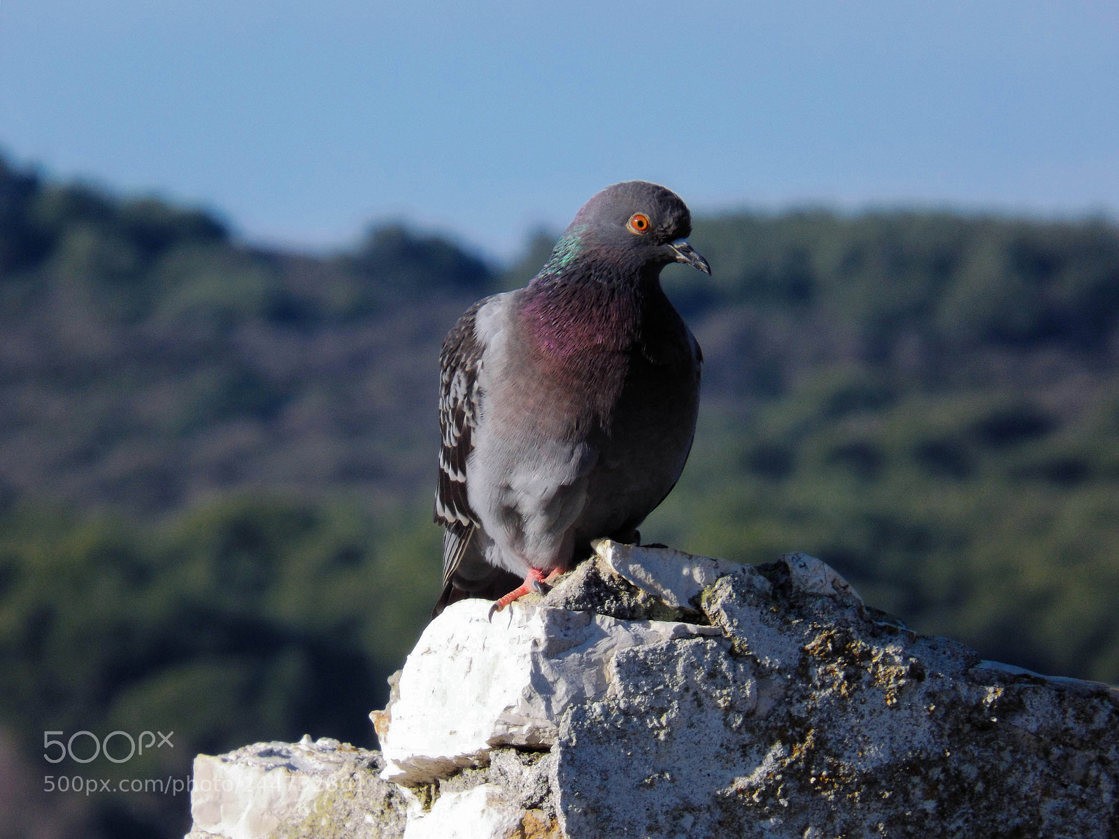 Fujifilm FinePix S4800 sample photo. Pigeon photography