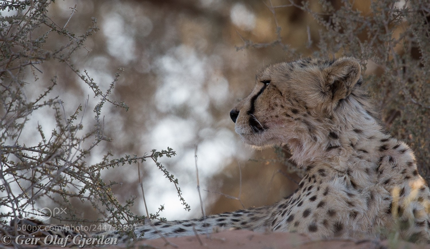 Nikon D600 sample photo. Cheetah photography