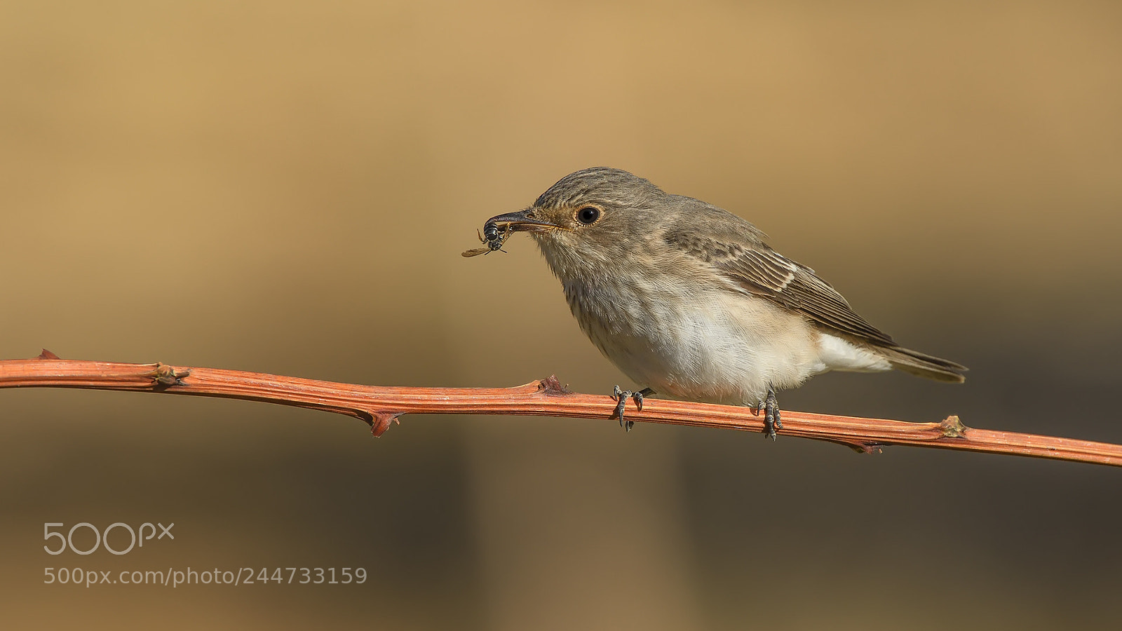 Nikon D500 sample photo. Benekli sinekkapan spotted flycatcher photography
