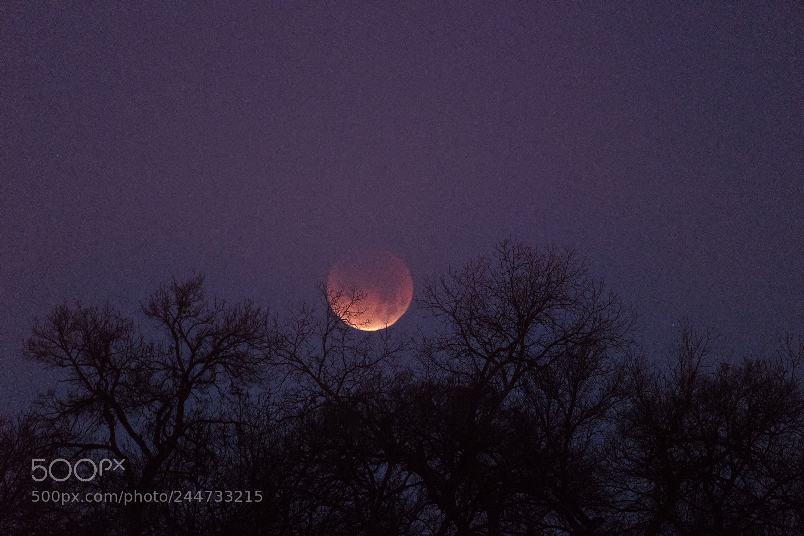Sony a7R III sample photo. Bloodmoon photography