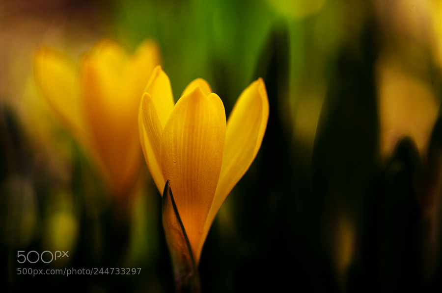 Pentax K20D sample photo. Flowera photography