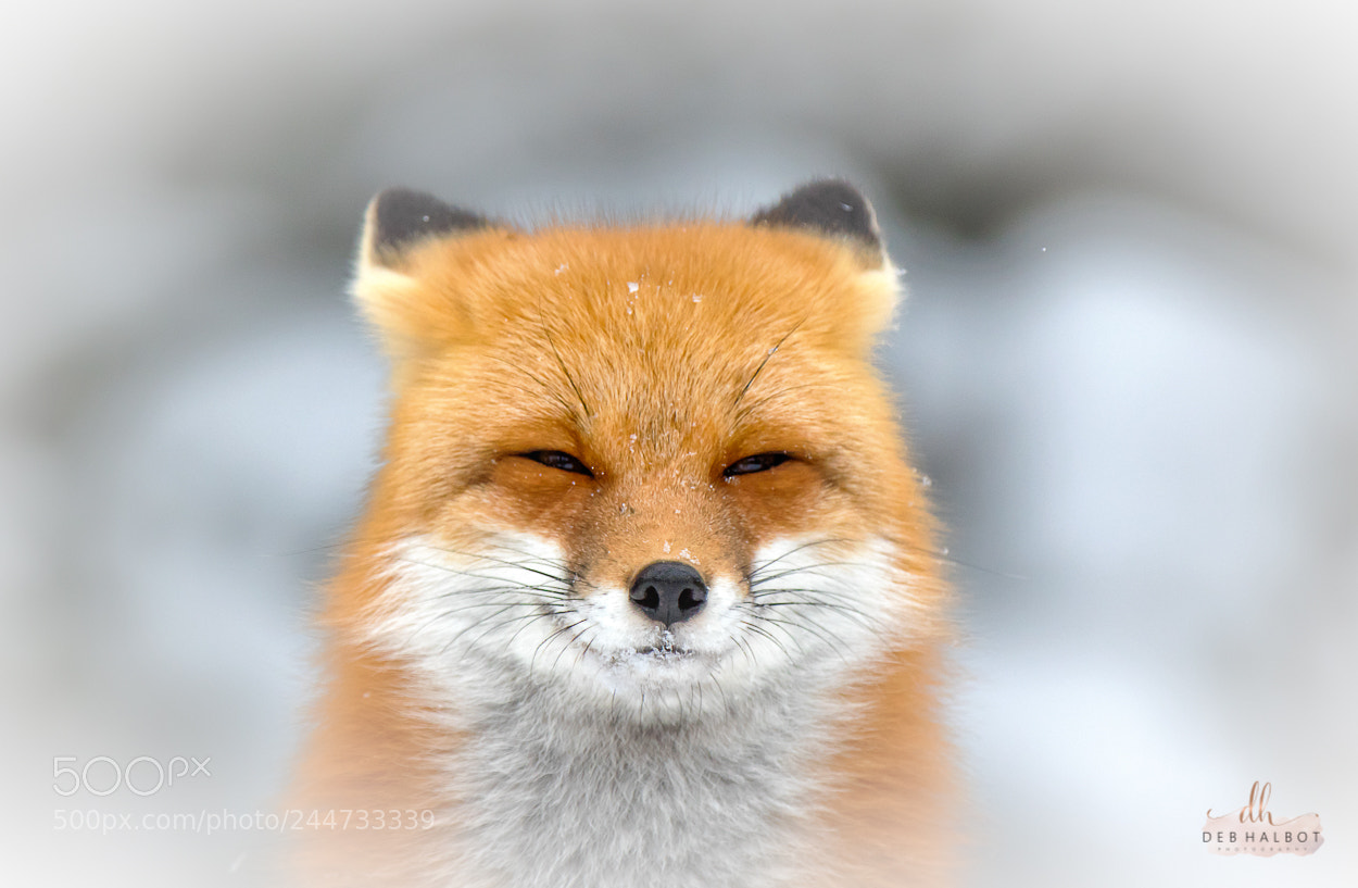 Canon EOS 7D Mark II sample photo. Smiling fox photography