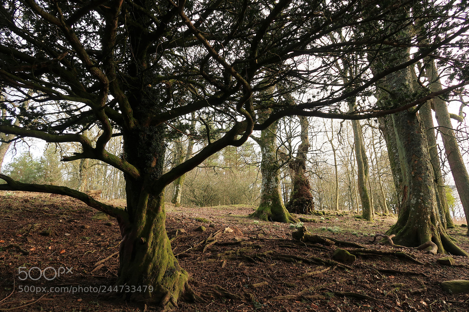 Canon PowerShot G7 X Mark II sample photo. Yew tree photography