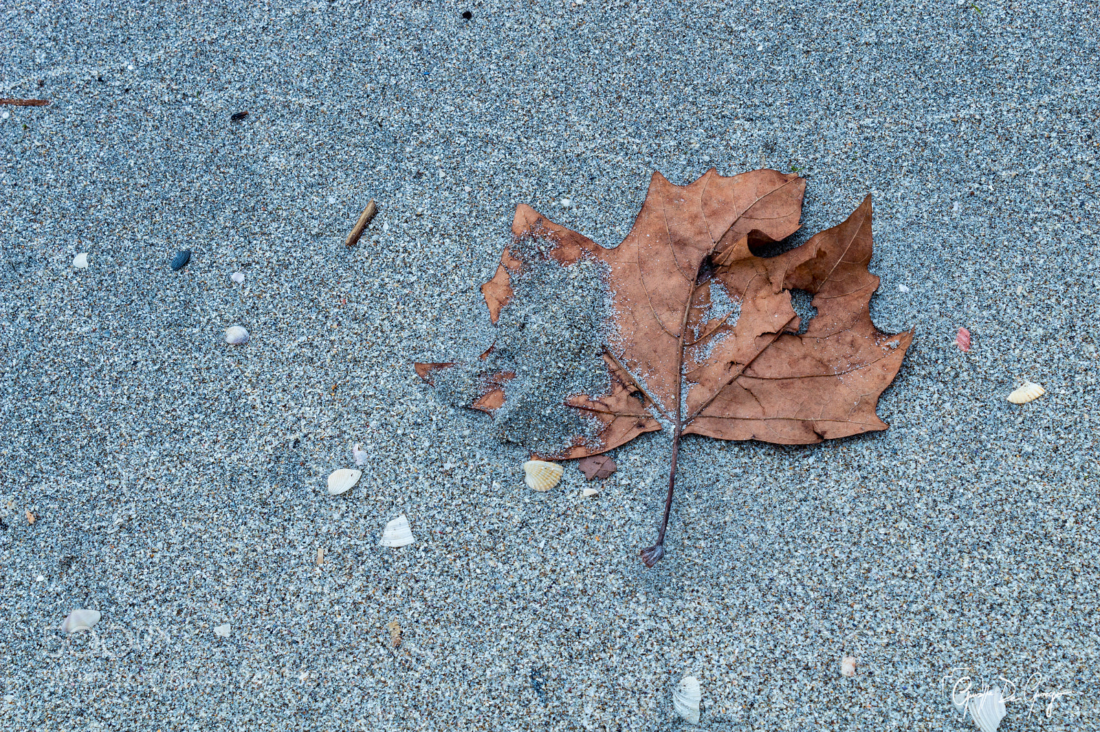 Canon EOS 1300D (EOS Rebel T6 / EOS Kiss X80) sample photo. Fortuity leaf photography