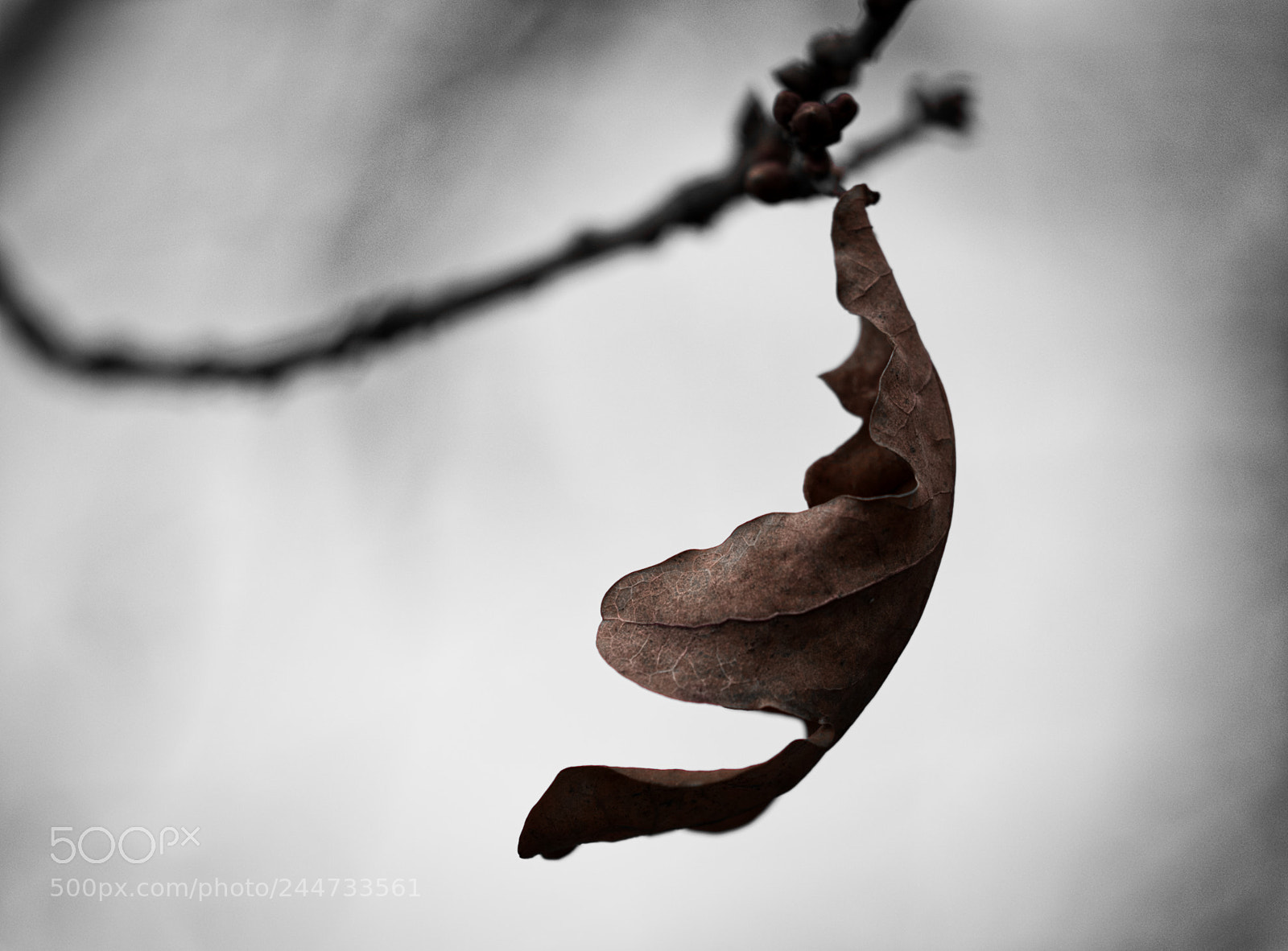Fujifilm X-T1 sample photo. Lonely leaf photography